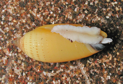 Scabricola olivaeformis observed 2007-11-03