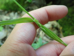 Carex leptonervia