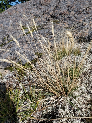 Image of Danthonia intermedia by (c) J Straka, some rights reserved (CC BY)