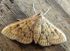 Psara obscuralis