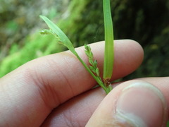 Carex leptonervia