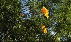 Cascabela thevetioides