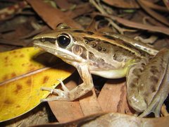 Litoria nasuta