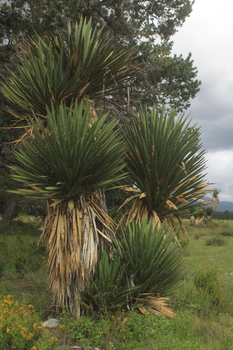 Image of Yucca carnerosana by (c) Ricardo Jaimes-López, some rights reserved (CC BY)
