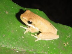 Litoria fallax