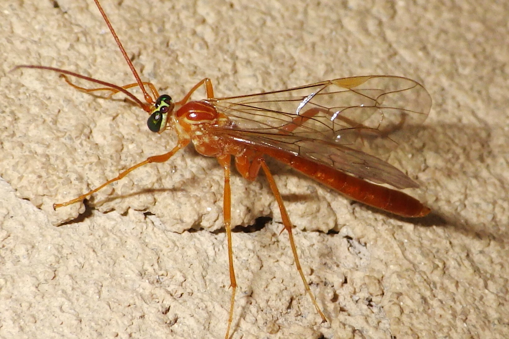 Netelia Infractor Are Netelia Wasps Dangerous