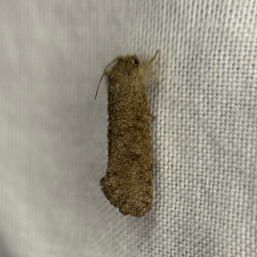 Heppner's Grass Tubeworm Moth photo 5