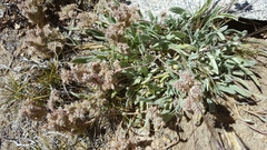 Phacelia hastata compacta