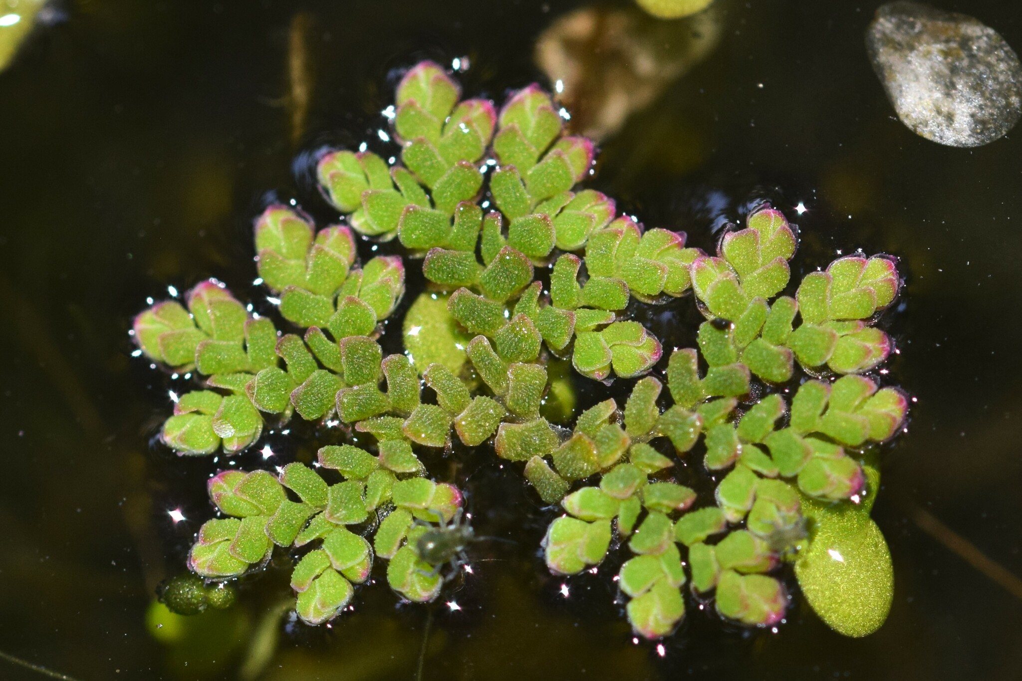 Azolla caroliniana