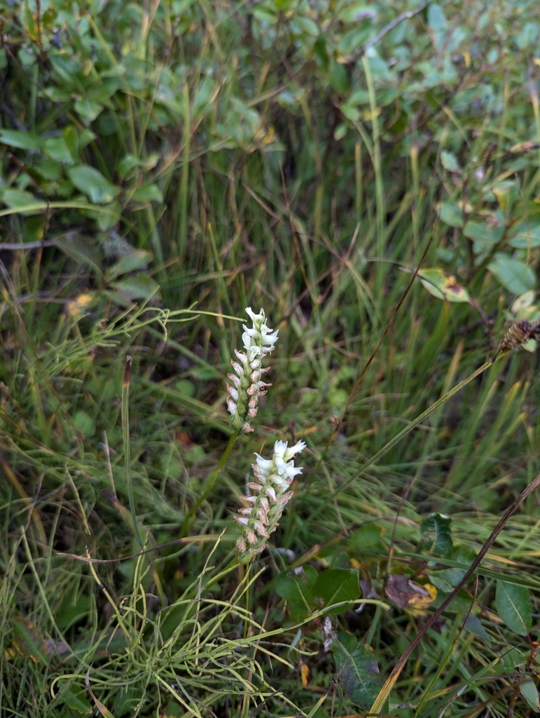 Spiranthes romanzoffiana