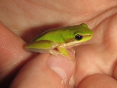 Litoria bicolor