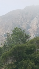 Lyonothamnus floribundus floribundus