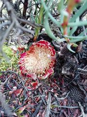 Protea decurrens