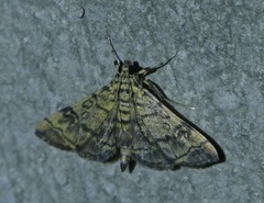 Apogeshna stenialis