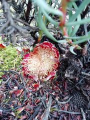 Protea decurrens