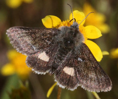 Schinia pulchripennis