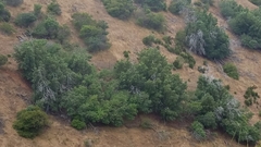 Lyonothamnus floribundus floribundus