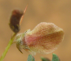 Indigofera circinnata image