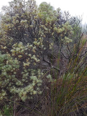 Leucadendron galpinii