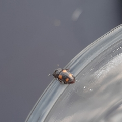 Glischrochilus hortensis