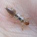 Notoligotoma hardyi - Photo (c) Matthew Connors, some rights reserved (CC BY-NC-SA), uploaded by Matthew Connors