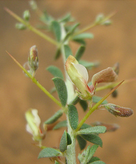 Indigofera circinnata image