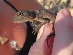 Diporiphora australis