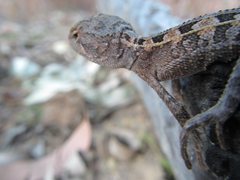 Diporiphora australis