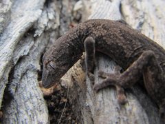 Strophurus williamsi