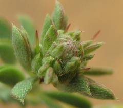 Indigofera circinnata image