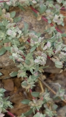 Atriplex coulteri