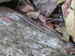 Lampropholis mirabilis