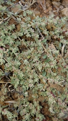 Atriplex coulteri