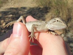 Diporiphora australis