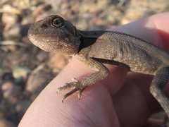 Diporiphora australis