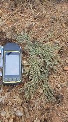 Atriplex coulteri