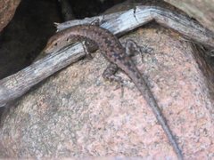 Lampropholis mirabilis