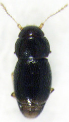 Ptinella ferruginea