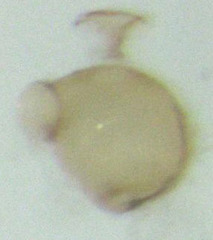 Ptinella ferruginea
