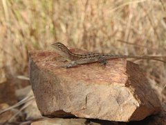 Diporiphora australis