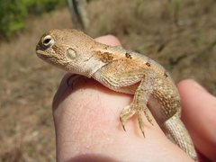 Diporiphora australis