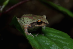 Raorchestes dubois