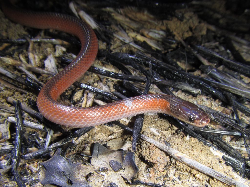 Black-Striped Snake