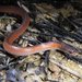 Black-striped Snake - Photo (c) Matthew Connors, some rights reserved (CC BY-NC-SA), uploaded by Matthew Connors