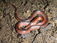 Black-Striped Snake photo 3