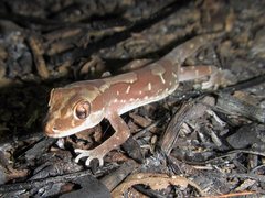 Lucasium steindachneri