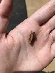 Acrolophus plumifrontella