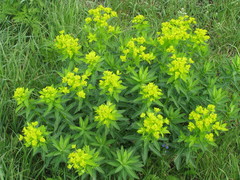 Euphorbia semivillosa
