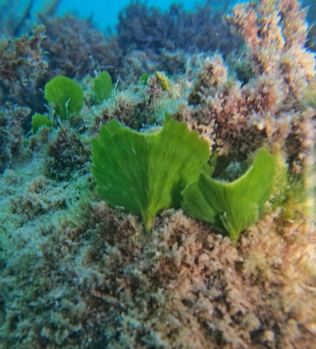 Image of Udotea flabellum by (c) Alberto Alcalá, some rights reserved (CC BY)