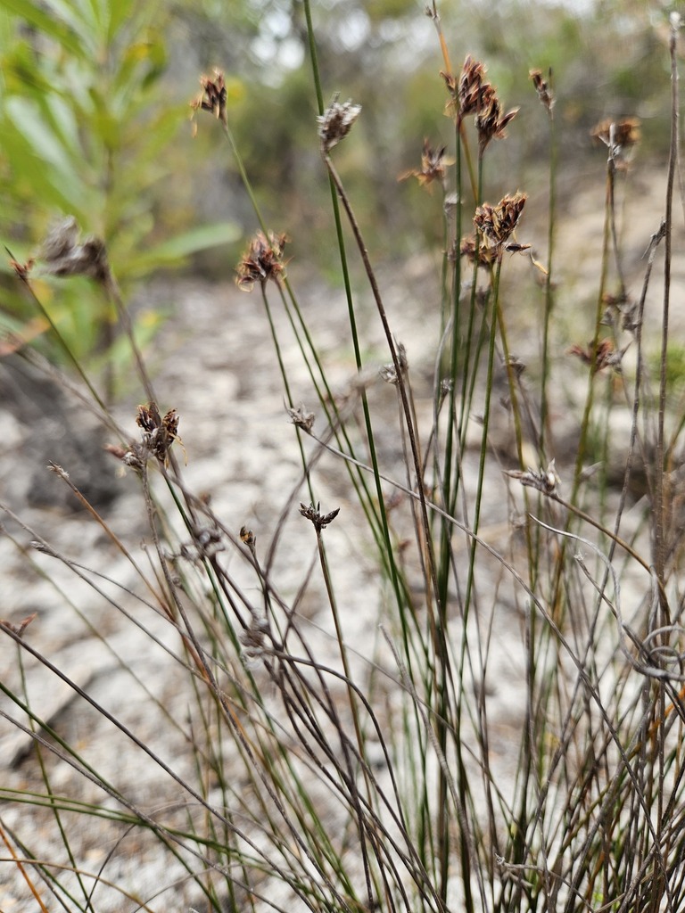 Heath Bog-rush